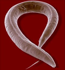Roundworm