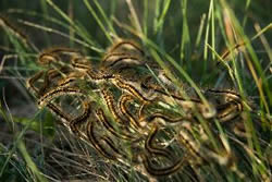 parasite worm cleanse